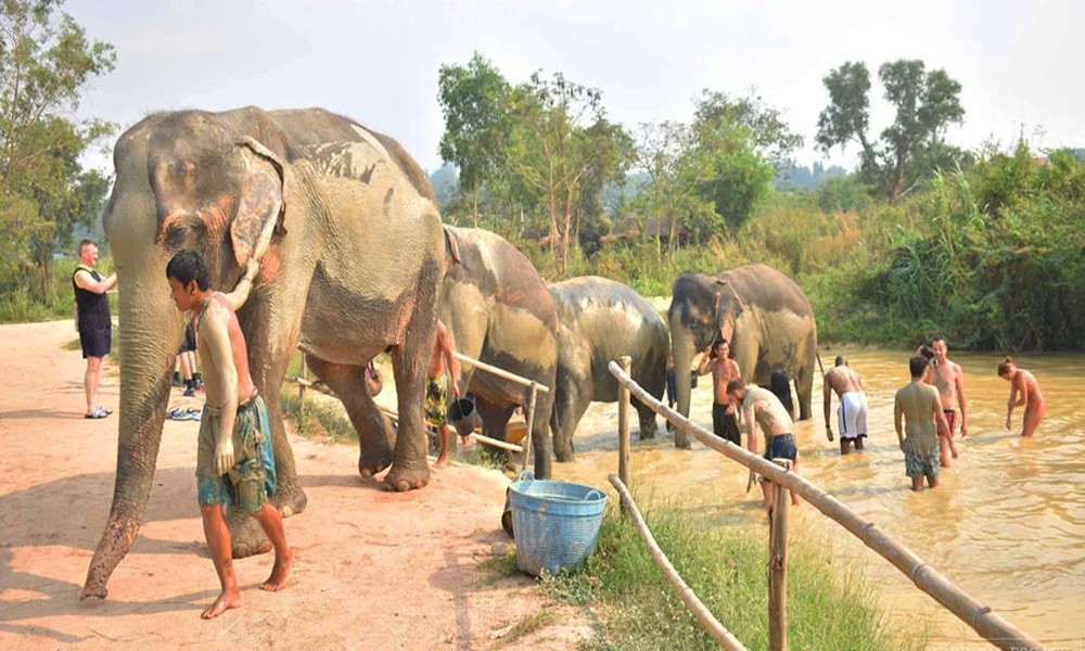 Meaningful elephant visits shaped by care learning and quiet observation