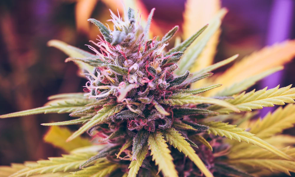Crossing State Lines With THCA Flower: What the Law Says